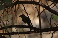 Campylorhynchus gularis