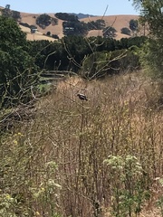 Baeolophus inornatus