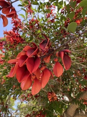 Erythrina