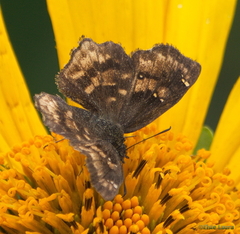 Incisus incisus