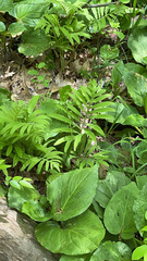 Onoclea sensibilis