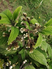 Tournefortia scabrida