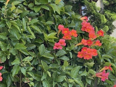 Amphilophium buccinatorium