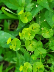 Tithymalus