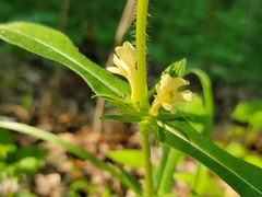 Triosteum angustifolium