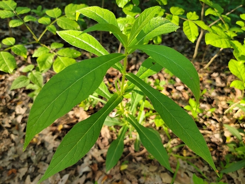 Image of Triosteum angustifolium by (c) Elias, some rights reserved (CC BY)