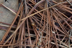 Camponotus americanus