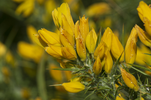 Ulex densus Welw. ex Webb