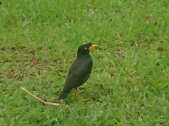 Acridotheres javanicus