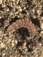 Microphotus angustus