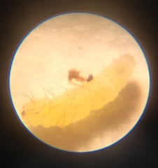 Aphidoletini