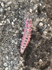 Microphotus angustus