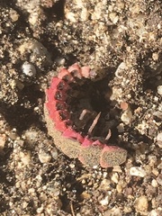 Microphotus angustus