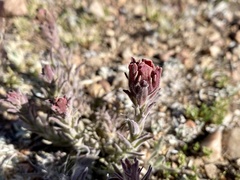 Castilleja cinerea