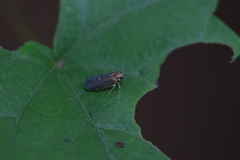 Synecdoche impunctata
