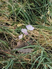 Oenothera speciosa