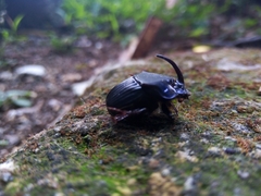 Phanaeus endymion