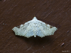 Prolophota trigonifera