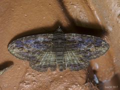 Anisoneura salebrosa