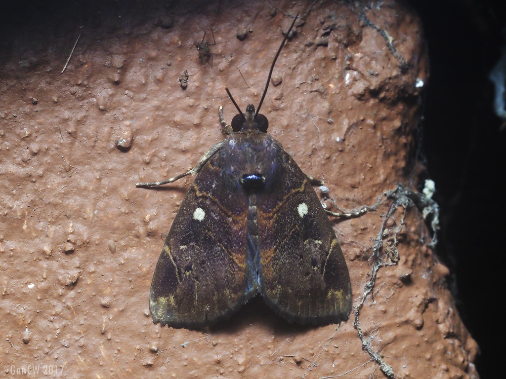 Anomis cupienda from Perlis State Park, Perlis, Malaysia on December 17 ...