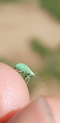 Phyllobius roboretanus