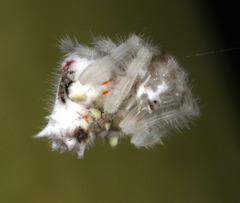 Ordgarius magnificus