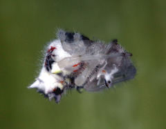 Ordgarius magnificus