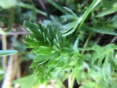 Potentilla drummondii