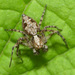 Western Lynx Spider - Photo (c) molanic, some rights reserved (CC BY-NC), uploaded by molanic