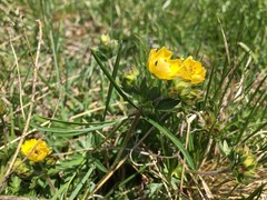 Potentilla drummondii