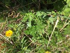 Potentilla drummondii