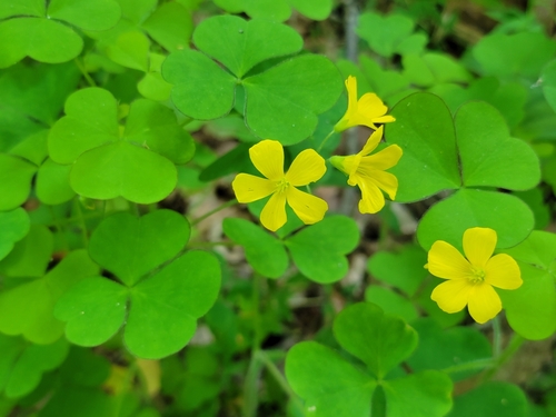 Great yellow woodsorrel (Oxalis grandis)