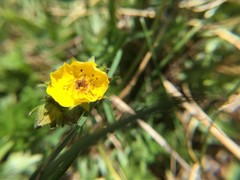 Potentilla drummondii