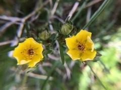 Potentilla drummondii