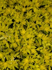 Sedum sarmentosum