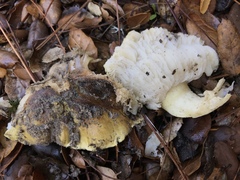 Tricholoma intermedium