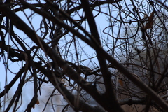 Campylorhynchus gularis