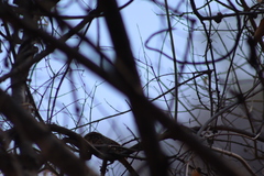 Campylorhynchus gularis