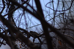 Campylorhynchus gularis