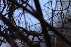 Campylorhynchus gularis