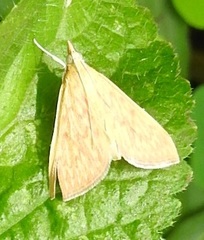Ecpyrrhorrhoe damastesalis
