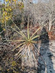 Agave karwinskii