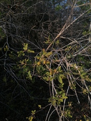 Vitex mollis