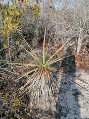 Agave karwinskii