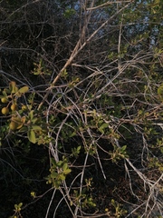 Vitex mollis