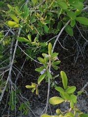 Vitex mollis