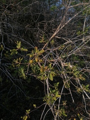Vitex mollis