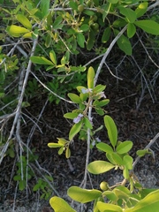 Vitex mollis