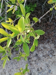 Vitex mollis