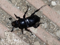 Nicrophorus germanicus